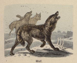 Lobo (gravura colorida)