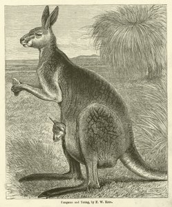 Kangaroo and Young (gravura)