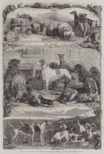 A Exposição de Sporting e outros Cães no Repositório de Cavalos, Holborn, Prize Animals