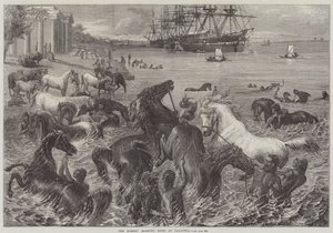 Banho matinal dos cavalos em Calcutá