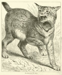 O lince (gravura)
