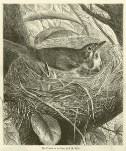 O Thrush on its Nest (gravura) de Friedrich Wilhelm Keyl