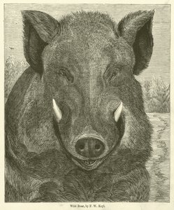 Javali (gravura)