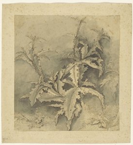 Estudo de uma planta de cardo e colheita menor de G. Hamilton (possibly)