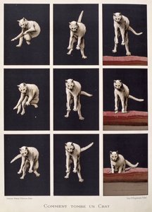 Cat Falls, das últimas maravilhas da ciência por Daniel Bellet (chromolitho) de G. Lasellaz