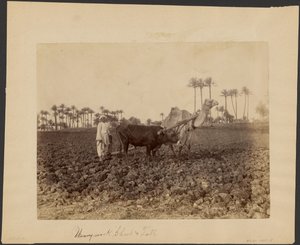 Camelo de lavoura