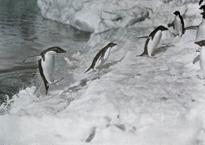 Pinguins pulando no pé de gelo, c1911, 1913.