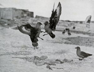 Gaivotas Skua brigando por alguma gordura, 1911, 1913
