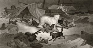 Caça ao Urso, gravada por JC McRea, de &39;Explorações Árticas nos Anos de 1853, 54, 55&39;, Volume I, do Doutor Elisha Kent Kane (1820-57), publicado em Filadélfia, 1856 de G. White