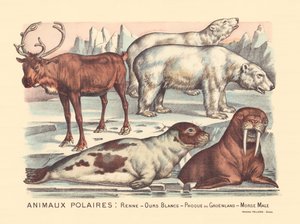 Página 14: Animais polares: renas, ursos polares, foca harpa, morsa macho de Gabriel Gostiaux