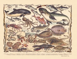 Página 16: Medusa, toninha, arenque, atum, cavala, tubarão, tainha, polvo, sardinha, lagosta, choco, bacalhau, pregado, barba, caranguejo, ermitão, ostras, vieiras, asteria, azulejo, raia, linguado, lagosta, mexilhões de Gabriel Gostiaux
