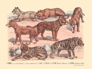 Página 13: Pumas ou leões de prata ou leões americanos Lobo, chacal, hiena barrada africana, hiena de juba asiática de Gabriel Gostiaux