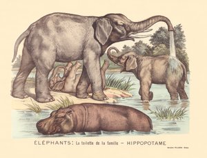 Página 7: Elefantes: a casa de banho da família Hippopotamus de Gabriel Gostiaux