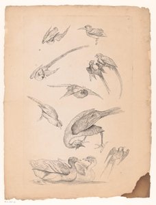 Onze pássaros chineses, incluindo patos e conures Vários pássaros chineses (título da série) Livre des differentes éspeces d