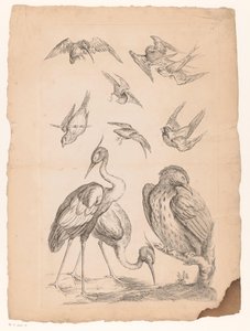 Dez aves chinesas, incluindo duas garças e um martim-pescador
Várias aves chinesas (título da série)
Livre des differentes éspeces d