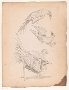 Quatro aves chinesas, possivelmente aves do paraíso
Várias aves chinesas (título da série)
Livre des differentes éspeces d