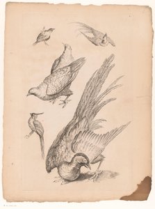 Zes vogais chineses
Verschillende vogels chineses (título da série)
Livro das diferentes espécies de aves da China (título da série)