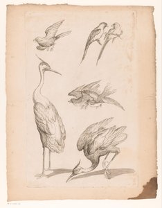 Sete pássaros chineses, incluindo garças e conures Vários pássaros chineses (título da série) Livre des differentes éspeces d