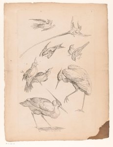 Nove aves chinesas, incluindo uma garça e possivelmente aves do paraíso
Várias aves chinesas (título da série)
Livre des differentes éspeces d