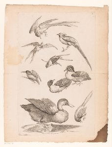 Nove aves chinesas, incluindo patos, um martim-pescador e possivelmente aves do paraíso
Várias aves chinesas (título da série)
Livre des differentes éspeces d