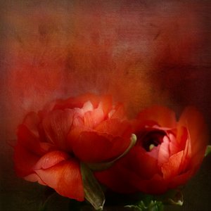  de Gaille Gray