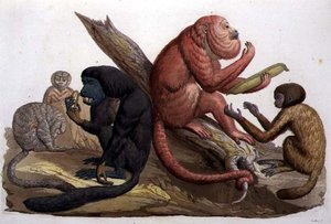 Monkeys of South America (cor litho)