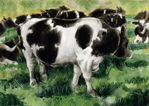 Vacas Friesian (wc)