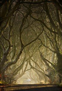 Túnel da Árvore Encantada de Gary McParland
