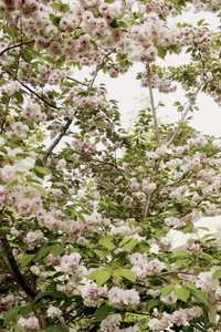Flores de cerejeira na primavera de Gemma Bardot