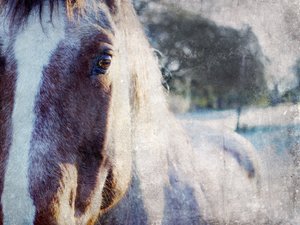O Olhar Suave do Cavalo de Gemma Bardot