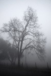 A misteriosa árvore enevoada
