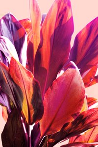 Folhas tropicais vibrantes de Gemma Bardot