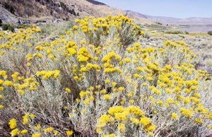 Flor amarela do deserto de Gemma Bardot