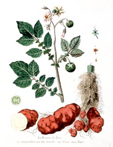 Batata, placa botânica de G. de Nangis, França