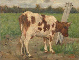 Vaca