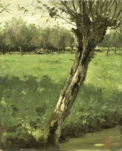 O Salgueiro