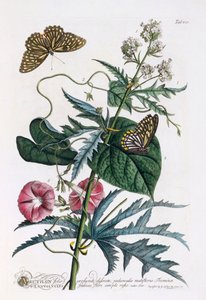 1. Abutilon, 2. Convolvulus, c. 1748 gravura colorida à mão. de "Georg Dionysius Ehret