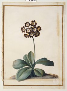 Uma aurícula variegada roxa de Georg Dionysius Ehret
