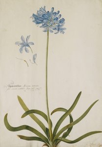 Agapanthus, de Georg Dionysius Ehret