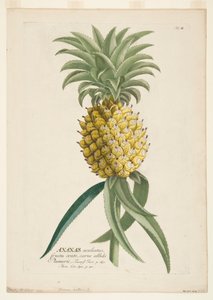 Floresta. de Georg Dionysius Ehret