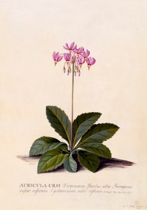 Aricula Ursi Shooting Star, c. 1744 gravura colorida à mão.