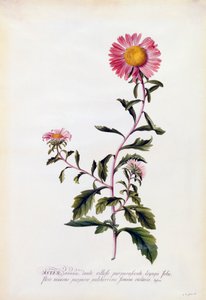 Aster, c. 1743 gravura colorida à mão.