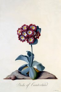 Auricula Duke of Cumberland c. 1743 gravura colorida à mão. de "Georg Dionysius Ehret