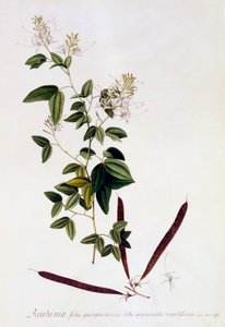 Bauhinia, c. 1745 gravura colorida à mão. de "Georg Dionysius Ehret