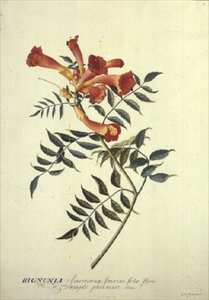 Bignonia americana, aguarela de Georg Dionysius Ehret