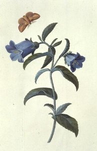 Cantão de Canterbury (Campanula) de Georg Dionysius Ehret