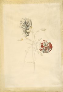 Cravos de Georg Dionysius Ehret