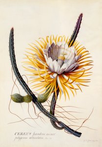 Cereus Rainha da Noite, c. 1744 gravura colorida à mão. de "Georg Dionysius Ehret