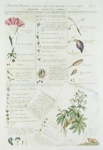 Personagens de Flores, de 