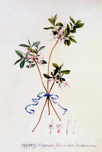 Cistus Virginiana, c. 1743 gravura colorida à mão. de "Georg Dionysius Ehret